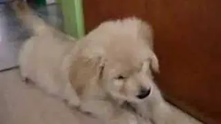 Marley just being Marley