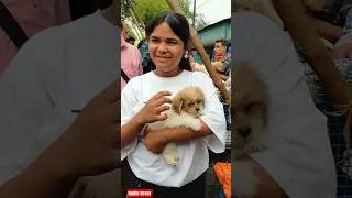 Pet Market Kolkata 😍/lowest price puppy dog/Gallif Street dogs #shorts #viral #dog #dogs #doglover