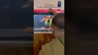 #shortsfeed #arowana #aquarium #fishkeeping #aquascape #viral #fishshorts #trending #shorts #foryou