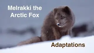 Melrakki the Arctic Fox - Adaptations