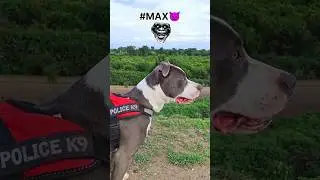 #max the pittbul 👿#pitbull #pitbulldog #pitbulltraining #shorts #shortsfeed #pets #petlover #gsds