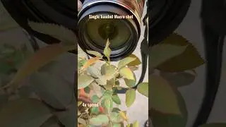 Nikon P900 Camera. Photography. Rose Bud Macro Shot. 🌹🌹 #shorts #youtubeshorts #nikon