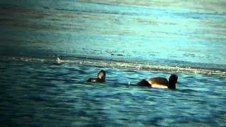 Red-Crested Pochard (mating)
