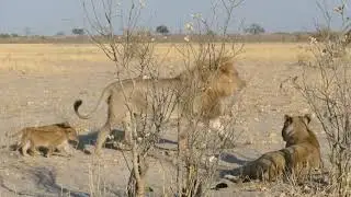 Savuti Lions: North Pride - Botswana