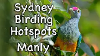 Sydney Birding Hotspots - #28 Manly
