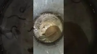 Feeding My Pet with Live Earthworms! 🐢 | Natural Feeding Time#feedingtime #turtlefeeding