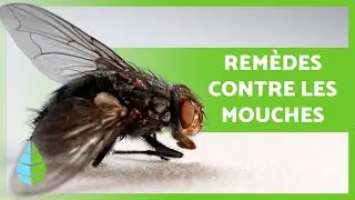 8 REM&Egrave;DES MAISON pour FAIRE FUIR les MOUCHES 🧄✅ Super efficaces !