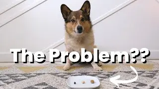 Struggling with Dog Training? It COULD be Your Treats!