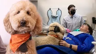 This dentist brings her dog to work to comfort patients during procedures