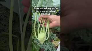 Grow vegetables! #zone8b #gardening  @youtubecreators #youtubehighfive