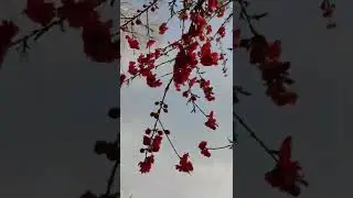 Spring mood #spring #springbreak #flowers #springnews #flower #beihang #love #lovestatus