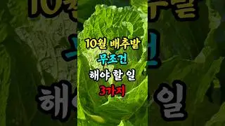 10월 배추밭 무조건 해야 할 일 3가지