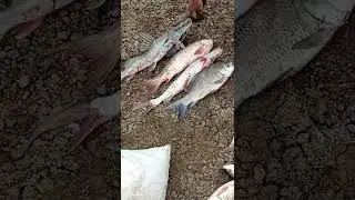 Rahu katla katarna mighal and hand catching fishing 🎣 low water