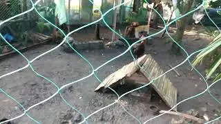 #farming #pig mga alaga hayop sa probinsya mga baboy kambing manok pato ♥️♥️♥️🙏🙏🙏