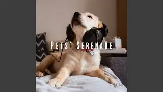 Pet Harmony Oasis