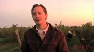 Winefox: Harvest at Rootstocks