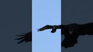 My Kryptonite. #verreauxseagle #raptors #birds #eagle #wildlife #nature #verreaux's