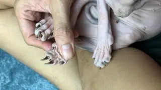 Clean the mother cat's nails