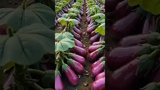 Enjoy Fresh Organic vegetable 🥑 Farming in & Delicious Fruits 🌱