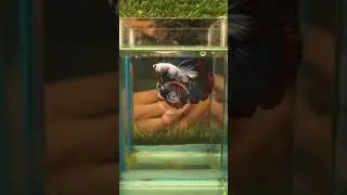 Beautiful OHM Betta Available 💙💜 #bettafish #exoticaquariumfish #betta #fish #aquarium