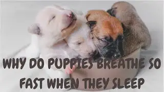 Why Do Puppies Breathe So Fast When They Sleep