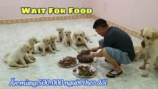 Celebrating 500,000 followers - Delicious Roast Duck | Labrador Puppies Wait For Meals So Cute