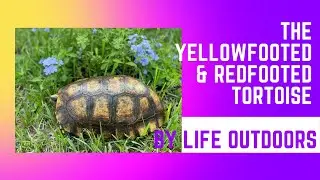 The Yellow-footed & Red-footed Tortoise, by Life Outdoors🌳💦🐢🌿