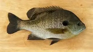 Fishing at Turkey Swamp Park