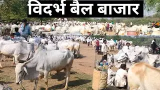 बैल बाजार लोधीखेड़ा विदर्भ ✅ ! lodhikheda bail bazaar in maharashtra ! m.p lodhikheda bail bazaar