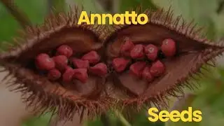 Annatto Seed Benefit and Uses