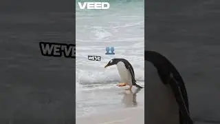 Penguin's Jungle Adventure  Warmth & Friends!  #animals