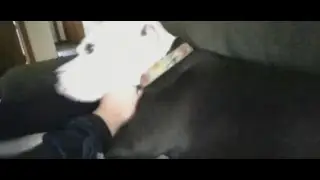 Talking animal series 14 - Butch who is that dog?!?
