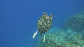 Hawksbill Turtle Descending   4K