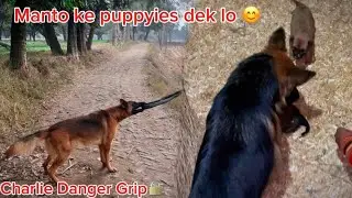 Manto ke puppy 🐶 dek lo || charlie Danger ‼️ grip | full day dog vlog 