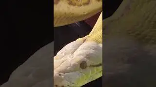 VICIOUS! LONGEST SNAKE SPECIES ON THE PLANET!