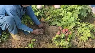آلو کی زیادہ پیداوار کیسے حاصل کریں؟ | High Yield Potato Farming