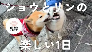 柴犬#白柴#赤柴#1日#散歩#ご飯#遊び#寝顔#多頭飼い#鬼嫁#可愛い#ショウとリン#5才#5ヶ月#51才#走る