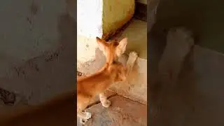 Bobo playing outside #cat #cat_features #bobocat