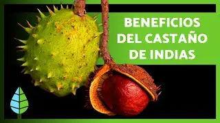 Para Qu&eacute; Sirve el CASTA&Ntilde;O de INDIAS 🌰🌿 (Beneficios, C&oacute;mo Prepararlo y Contraindicaciones)