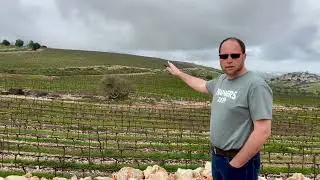 HaYovel Grape Pruning Project in Judea & Samaria, Israel