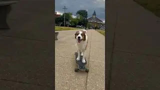 I&rsquo;d say he&rsquo;s pretty cool. Would you? #cooldog #trickdog #amazingdog #thejoycrew