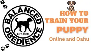 Chocolate Labrador Retriever demonstrates off-leash sit-stay and recall @BalancedObedience