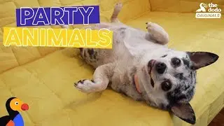 Obese Dog Throws HUGE PARTY for Reaching Weight Loss Goals | The Dodo Party Animals