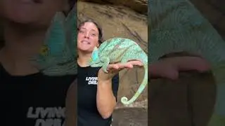Before & After Animals Growing Up  Amazing Animal Transformation  Animals Grow Up 7
