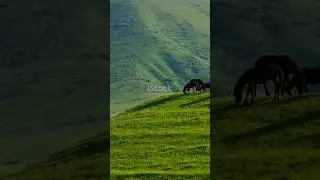Escape the City: Meet Nature&rsquo;s#Wildlife#Viralshort#21ontrending