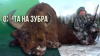 Охота  на зубра в Беларуси. Bison hunting in Belarus