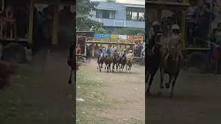 pacuan kuda panda-bima 2025