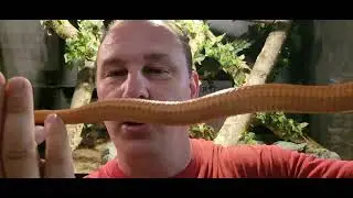 Common Reptile Problems Episode #7 ( Scale Rot )