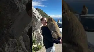 #gibraltarmonkey #гибралтарскиеобезьяны
