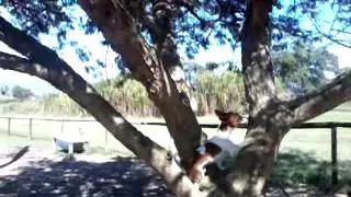 dog jump in  tree